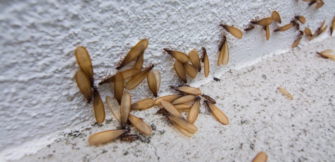 Termite Swarms: What Should I Do? | Ideal Pest Control